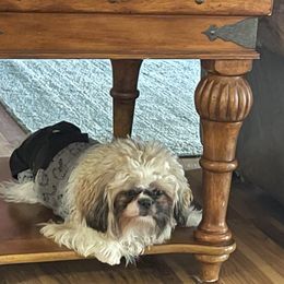 Miniature Schnauzer and Shih Tzu All Grown Up from Beards of Glory