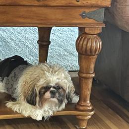 Miniature Schnauzer and Shih Tzu All Grown Up from Beards of Glory
