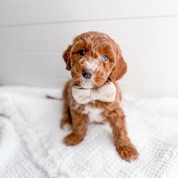 Gabriel - Red  male Goldendoodle puppy in Greencastle, Indiana from Willow & Co.