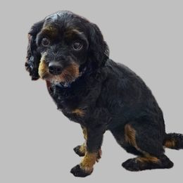 Betty - Cavapoo