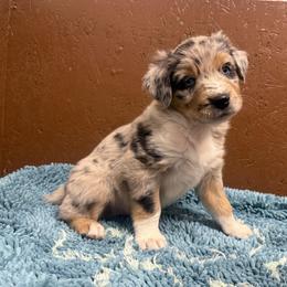 Butch Cassidy - Blue merle male Australian Shepherd puppy in Smithfield, Utah from C&C Ranch