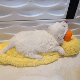 Coton de Tulear Puppies from Classy Cotons