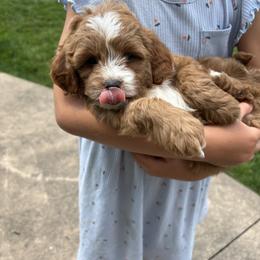 Precious - Apricot female Goldendoodle puppy in Berlin, Ohio from Doodle Babys