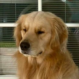 Golden Retrievers from Roc Starz