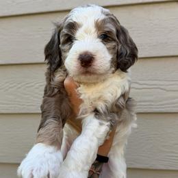Bruno BLUE EYES - Chocolate merle male Bernedoodle puppy in Horseshoe Bend, Idaho from Over the Moon Poodles and Doodles