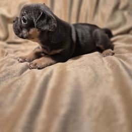 Blue Ivy - Blue fawn female French Bulldog puppy in Alexander City, Alabama from Lake Martin Fancy Frenchies