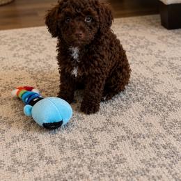 Milo - Brown male Poodle puppy in Patterson, New York from Pixie Poodles