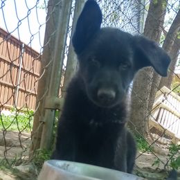 Girl 2 - German Shepherd puppy in Texas from Figueroa's K9
