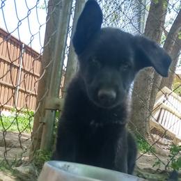 Girl 2 - German Shepherd puppy in Texas from Figueroa's K9