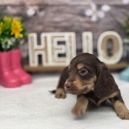 Lucuma - Chocolate and cream male Dachshund puppy in Norwood, Missouri from Madra's Dashing Doxies