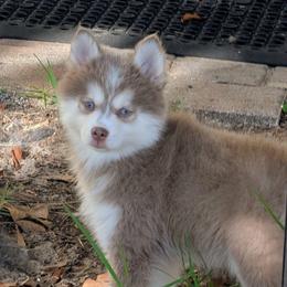 Violet- 3500 - Lavender female Pomsky puppy in Spring Hill, Florida from www.PuppyTimeEmporium.com