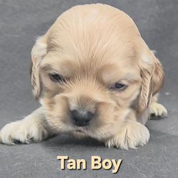 Tan - Buff male Cocker Spaniel puppy in Lebanon, Missouri from Spring Hollow Cocker Spaniels