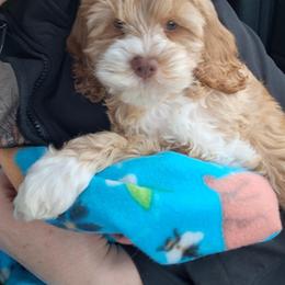 Aussiedoodle and Cockapoo Puppies from Ouachita River Cockapoos