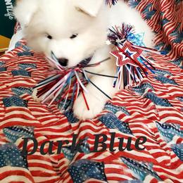 Samoyed Puppies from White Sea Samoyeds