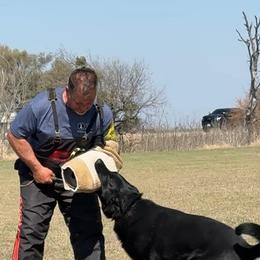German Shepherd All Grown Up from Vom Eisengeist German Shepherds