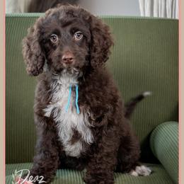 Jimmy - Brown white and tan male Cockapoo puppy in Connersville, Indiana from Deaz Doodle Ranch