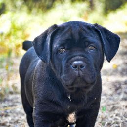 AKC Striker - Black male Cane Corso puppy in Smartsville, California from Summit Cane Corso