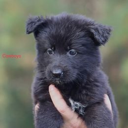 Cowboys - Black female German Shepherd puppy in Oswego, New York from Vom Wolfgang Roma Kennels
