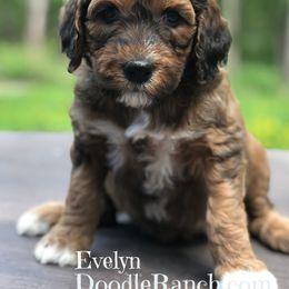 Goldendoodle and Labradoodle Puppies from Doodle Ranch