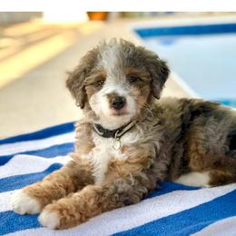 River - Blue merle male Bernedoodle puppy in Apple Creek, Ohio from Cuddle Paws