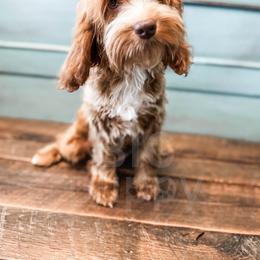Poppy - Cockapoo