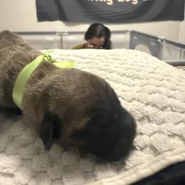 Girl 3 - female Perro de Presa Canario puppy in Raleigh, North Carolina from Kings Court Kennel