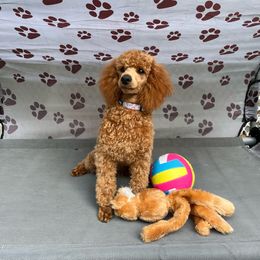 Leila - Red  Poodle puppy in Fort Salonga, New York from Blues Performance Poodles