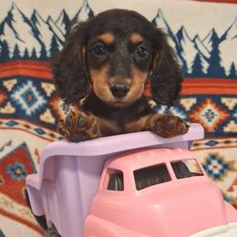 Knox - Black and tan male Dachshund puppy in Branford, Florida from Mbjs Doxies and chihuahuas
