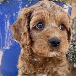 Kane - Red Cockapoo puppy in Roseville, California from Darby Park Doodles