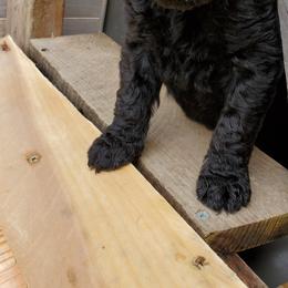 Poodle Puppies from Polly Wally Doodles and Poodles