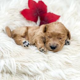 Stitch - Apricot male Goldendoodle puppy in Davison, Michigan from Dreaming Doodles