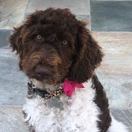 Poodles from Westex Poodles