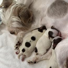 Yorkshire Terrier puppies from Chocolate and Parti Yorkies in Florida