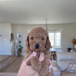 Blue Collar - Apricot male Assorted Doodle Crosses puppy in Marysville, California from Dailey Doodles and Dachshunds