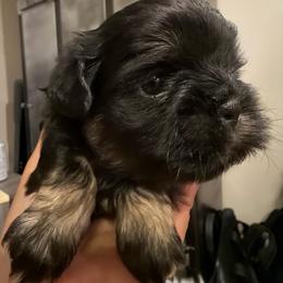 Zeus - Black and tan male Shih Tzu puppy in Upland, California from Sassy AKC Shih Tzus