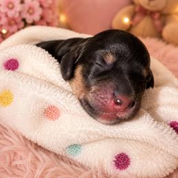 Daisy - Black and cream female Dachshund puppy in Mesa, Arizona from Dach Army LLC