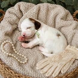 Goldendoodle Puppies from RadDoodles