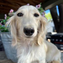Pearl - Dachshund