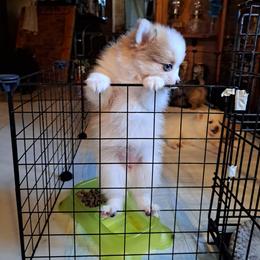 Pomeranian Puppies from Tonia's Pomeranians