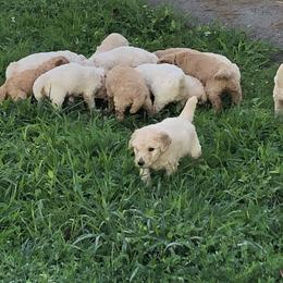 Poodle Puppies from Hidden Treasures Farm LLC