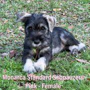 Girl 1 - Standard Schnauzer puppy in Houston, Texas from Monarca Standard Schnauzers