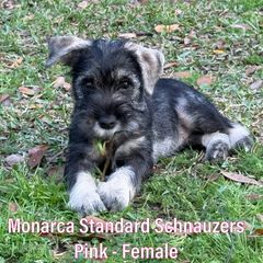 Girl 1 - Standard Schnauzer puppy in Houston, Texas from Monarca Standard Schnauzers