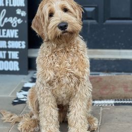 Raleigh NC location only-  Guardian home for Lucky Country Wilson - Apricot Australian Labradoodle puppy in Wake Forest, North Carolina from Lucky Country Labradoodles