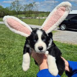 Iggy - Black tri-color male Australian Shepherd puppy in Harrodsburg, Kentucky from Triple M Aussies