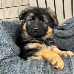 Ivona - Black and red female German Shepherd puppy in Garland, Maine from Vom Schön Traumhund