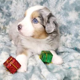 Miniature Australian Shepherds and Toy Australian Shepherds from Sand Creek Toy and Mini aussies