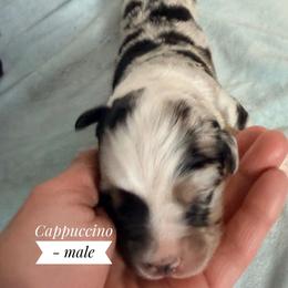 Cappuccino - Blue merle male Australian Shepherd puppy in Ulm, Montana from W Heart Bar Aussies