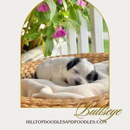 Cavapoo puppies from Hilltop Doodles and Poodles