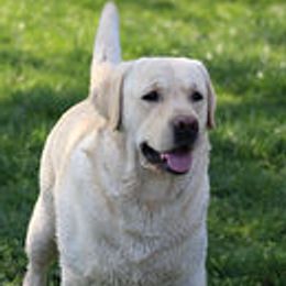 Hank - Labrador Retriever