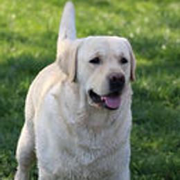 Hank - Labrador Retriever